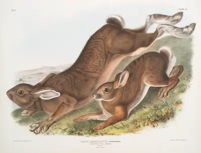 Lepus Americanus, nordlig hare. Sommar. Naturlig storlek. 1. Hane, 2. Hona. av John Woodhouse Audubon