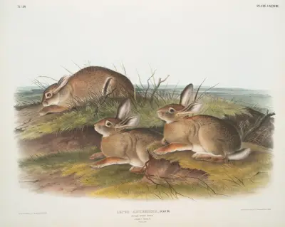 Lepus artemesia, Warm Wood HAre. (Male & female. Natural size.) av John Woodhouse Audubon