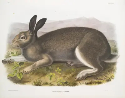 Lepus glacialis, polarhare. Naturlig storlek. av John Woodhouse Audubon