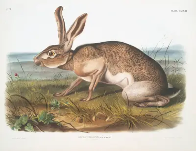 Lepus Texianus, Texian Hare. Male. Natural size. av John Woodhouse Audubon