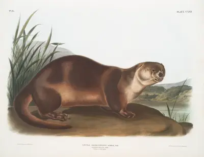 Lutra Canadensis, kanadensisk utter. Hane. av John Woodhouse Audubon