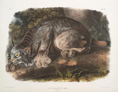 Lynx canadensis, kanadensiskt lodjur. Hane. av John Woodhouse Audubon