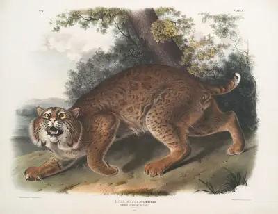 Lynx rufus, nordamerikansk vildkatt av John Woodhouse Audubon