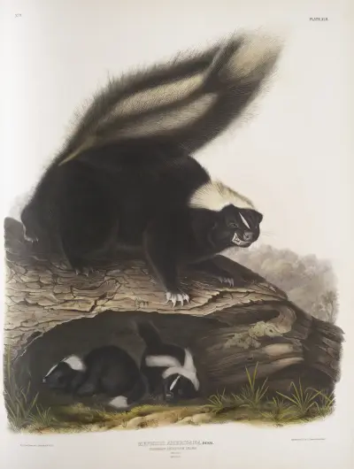 Mephitis Americana, vanlig amerikansk skunk. Naturlig storlek. Hona. av John Woodhouse Audubon