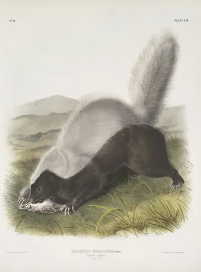 Mephitis mesoleuca, texas-skunk. Naturlig storlek. av John Woodhouse Audubon