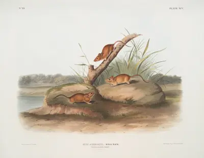 Mus aureolus, Orange colored Mouse. (Male & female. Natural size.) av John Woodhouse Audubon