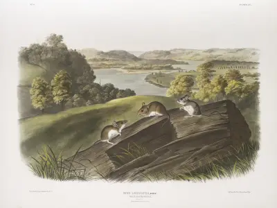 Vitfotad mus, naturlig storlek. Hane, hona och unge av John Woodhouse Audubon