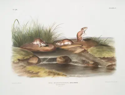 Mus missouriensis, Missouri Mouse. Natural size. av John Woodhouse Audubon