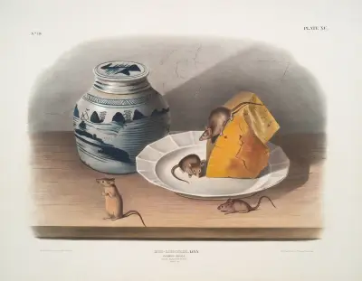 Mus-musculus, Common Mouse. (Male, female & young. Natural size.) av John Woodhouse Audubon