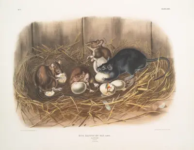 Svartråtta (Mus Rattus et var., Black Rat. Natural size. Old & young.) av John Woodhouse Audubon