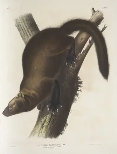 Mustela Canadensis, Pennants mård, eller fiskmård. Naturlig storlek. Hane. av John Woodhouse Audubon