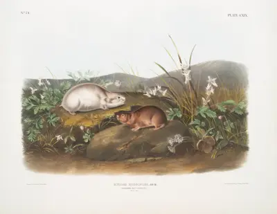 Myodes Hudsonius, Hudson Bay Lemming. Natural size. av John Woodhouse Audubon