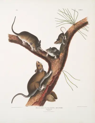 Neotoma Floridana, Florida Rat. Natural size. Male, female and young of different age. av John Woodhouse Audubon