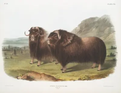 Ovibos moschatus, Musk Ox. Males. av John Woodhouse Audubon