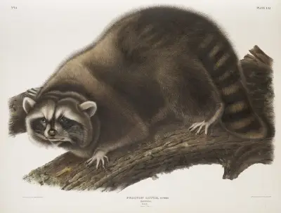 Procyon lotor, Raccoon. (Male. Natural size.) av John Woodhouse Audubon