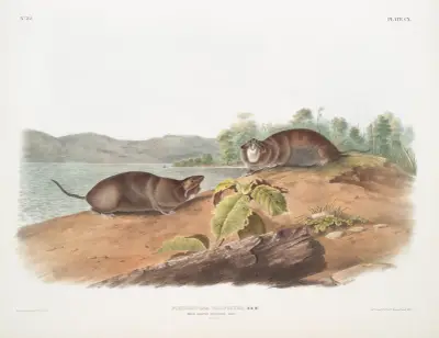 Pseudostoma talpoides, Mole-shaped Pouched Rat. Natural size. av John Woodhouse Audubon
