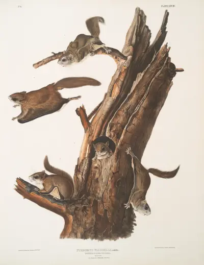 Pteromys volucella, vanlig flygekorre. Naturlig storlek. 1. 2. Hanar, 3. 4. Honor, 5. Ung. av John Woodhouse Audubon