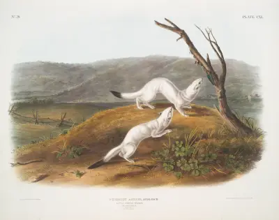 Putorius agilis, Little Nimble Weasel. Male & female. Natural size. Winter pelage. av John Woodhouse Audubon