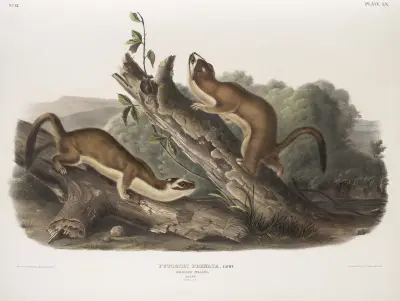 Putorius frenata, tyglad vessla. Hanar. Naturlig storlek. av John Woodhouse Audubon