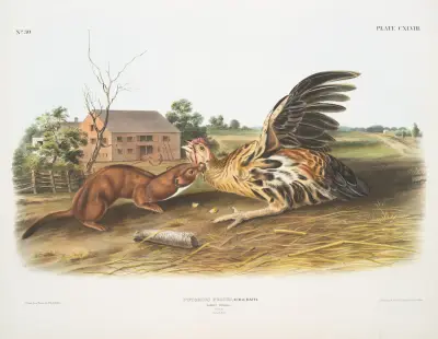 Putorius fuscus, rödbrun vessla. Hane. Naturlig storlek. av John Woodhouse Audubon