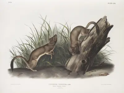 Puttorius ermninea, White Weasel, Stoat. Natural size. 1. Male, 2. Female. av John Woodhouse Audubon