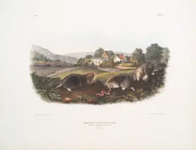 Kammussla aquaticus, vanlig amerikansk näbbmus. Naturlig storlek. Hane och hona. av John Woodhouse Audubon