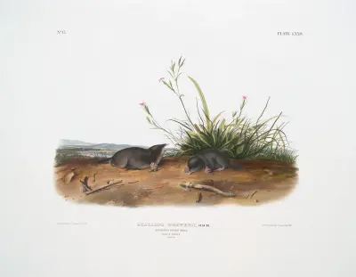 Scallops Brewerii, Brewer’s Shrew Mole. Male & female. Natural size. av John Woodhouse Audubon