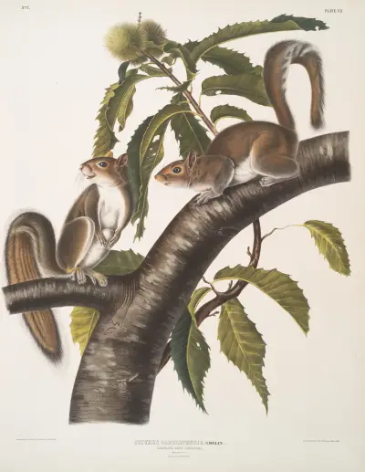 Sciurus Carolinensis, Carolinsk gråekorre. Naturlig storlek. Hane och hona. av John Woodhouse Audubon