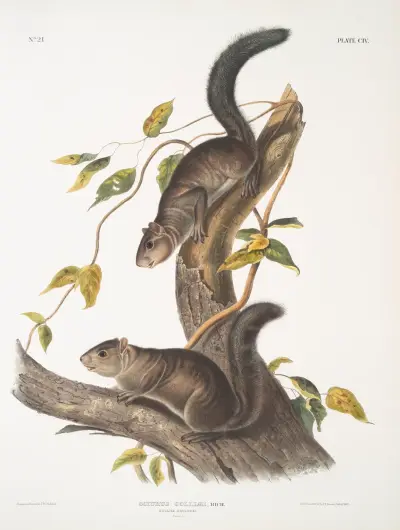 Sciurus colliaei, Collies ekorre. Naturlig storlek. av John Woodhouse Audubon