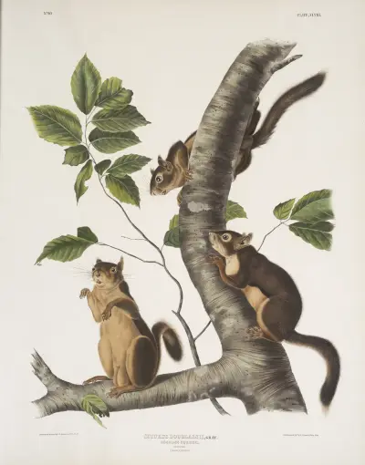 Sciurus Douglassii, Douglass’s Squirrel. Natural size. 1. Male, 2, Female. av John Woodhouse Audubon
