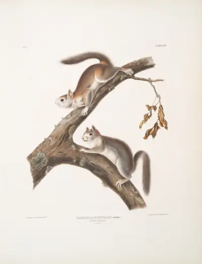 Sciurus Lanigunosus, Downy Squirrel. Natural size. av John Woodhouse Audubon