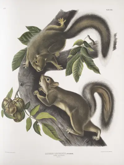 Sciurus leporinus, Harscience (naturlig storlek) av John Woodhouse Audubon