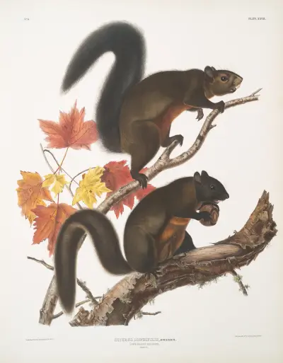 Sciurus longipilis, långhårig ekorre. Naturlig storlek. av John Woodhouse Audubon