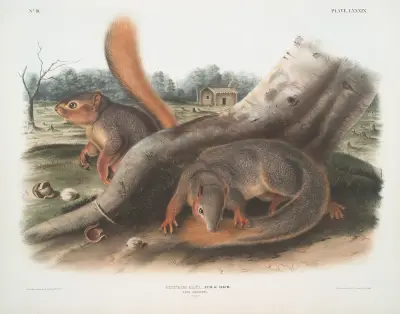 Sciurus Sayi, Says ekorre (naturlig storlek) av John Woodhouse Audubon