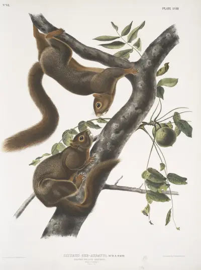 Sciurus sub-auratus, orangebukad ekorre. Hane och hona. Naturlig storlek. av John Woodhouse Audubon