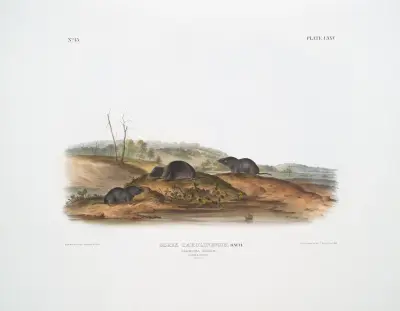 Sorex Carolinensis, Carolina Shrew. Males & female. Natural size. av John Woodhouse Audubon