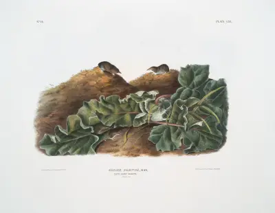 Sorex parvus, Says minsta näbbmus. Naturlig storlek. av John Woodhouse Audubon