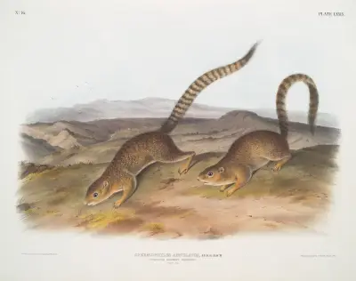 Spermophilus annulatus, ringmarmor från Nordamerika (naturlig storlek) av John Woodhouse Audubon