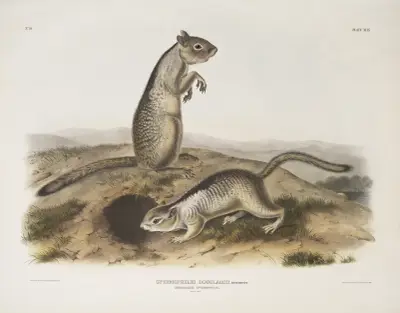 Spermophilus Douglassii, Douglasse’s Spermophile. Natural size. av John Woodhouse Audubon