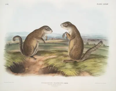 Spermophilus Franklinii, Franklin’s Marmot Squirrel. (Male & female. Natural size.) av John Woodhouse Audubon