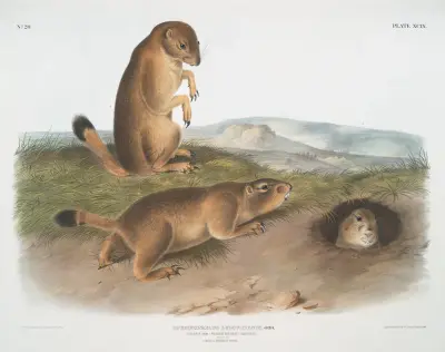Spermophilus ludovicianus, präriehund – präriemurmeldjurs ekorre i naturlig storlek. 1. Hane, 2. Hona, 3. Ung. av John Woodhouse Audubon