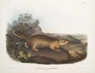 Spermophilus Parryi, Parry’s Marmot Squirrel. Natural size. av John Woodhouse Audubon