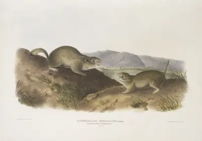 Spermophilus Richardsonii, Richardsons sisel. Naturlig storlek. av John Woodhouse Audubon