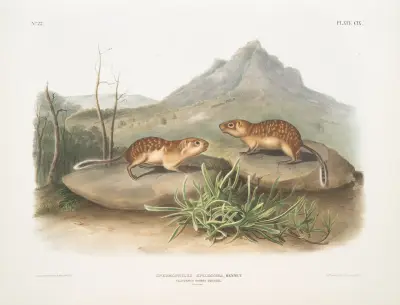 Spermophilus spilosoma, California Marmot Squirrel. Natural size. av John Woodhouse Audubon