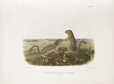 Spermophilus tridecemlineatus, Leopard Spermophile. Natural size. Male and female. av John Woodhouse Audubon