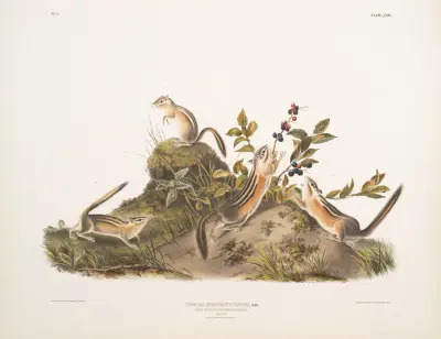 Tamias quadrivitatus, Four-striped Ground Squirrel. Natural size. 1. Male, 2. Female, 3 & 4. Young. av John Woodhouse Audubon
