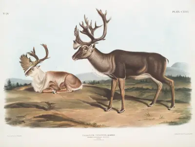 Tarandus furcifer, Caribou, or American Rein Deer. Males. 1. Summer pelage, 2. Winter pelage. av John Woodhouse Audubon