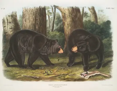 Ursus Americanus, amerikansk svartbjörn. Hane & hona. av John Woodhouse Audubon