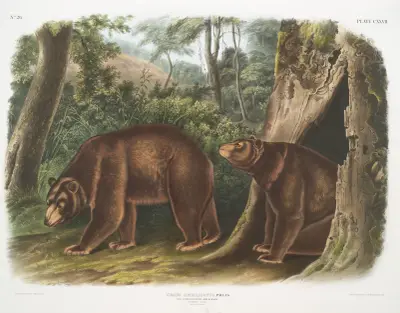 Ursus Americanus, var. Cinnamonum, kanelbjörn. Hane och hona. av John Woodhouse Audubon