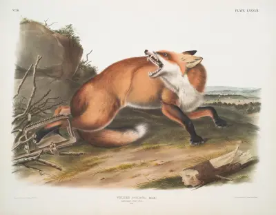 Vulpes Fulvus, amerikanischer Rotfuchs. (Männchen.) von John Woodhouse Audubon